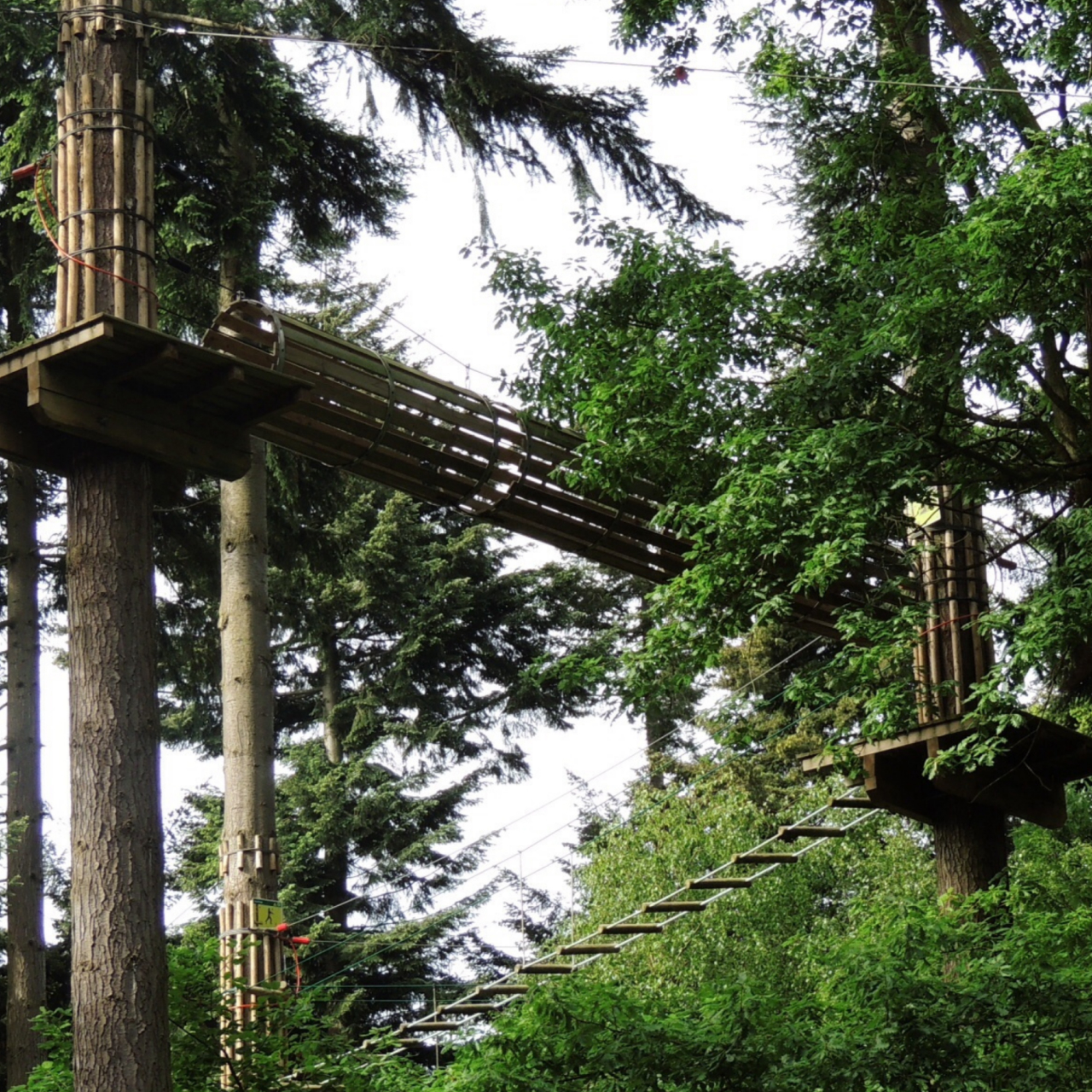 Go Ape 5050