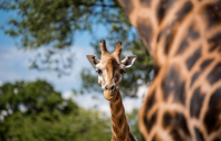 Carousel Desktop Carousel Top 10 Attractions