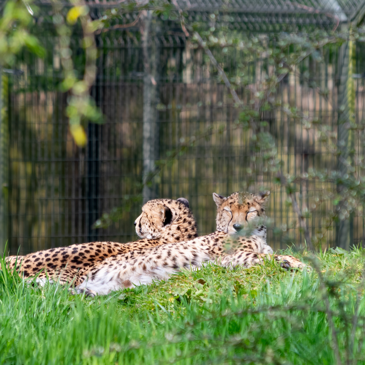 Chester Zoo 5050