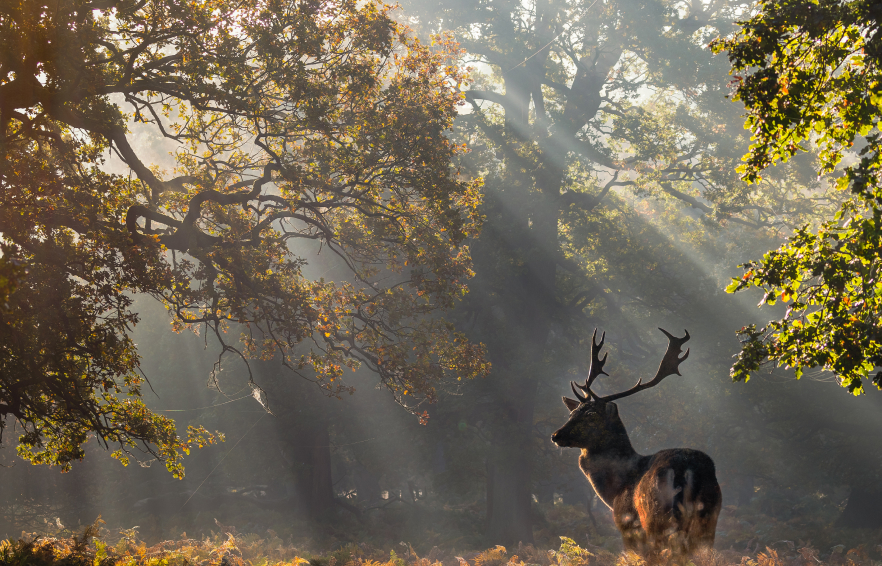 Carousel Desktop Carousel Walks