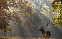 Carousel Desktop Carousel Walks