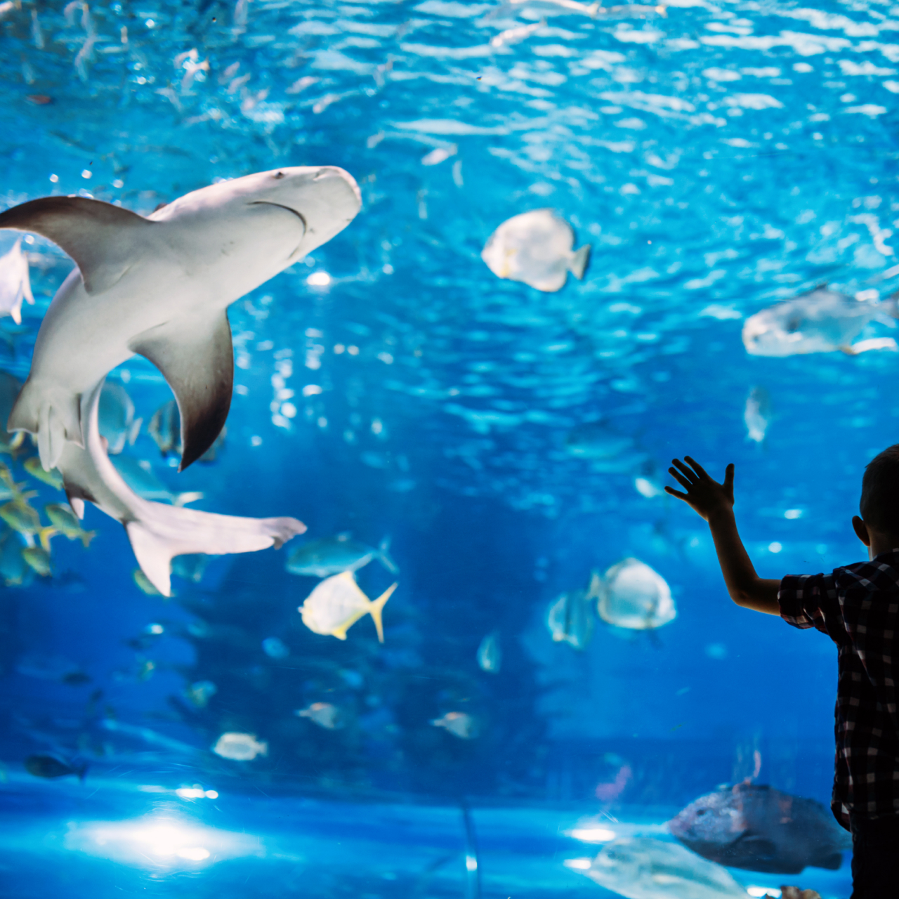 Sea Life 5050